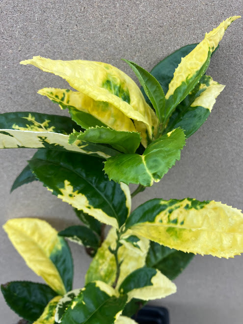 Camellia 'Yellowleaf'