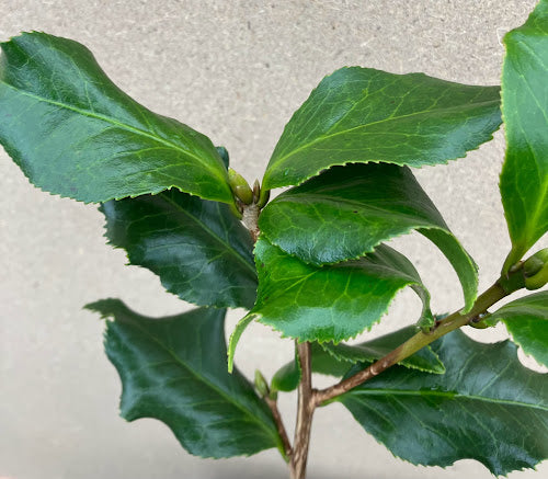 Camellia 'Dawson Curly Leaf'