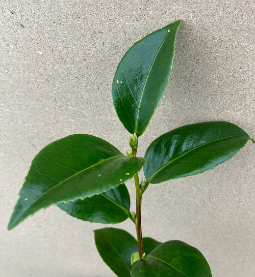 Camellia 'Anemonifolia Violacea'