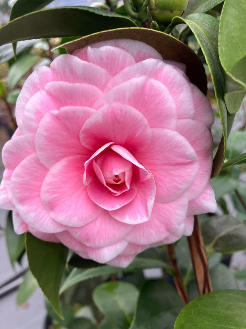 Camellia 'Tom Thumb'