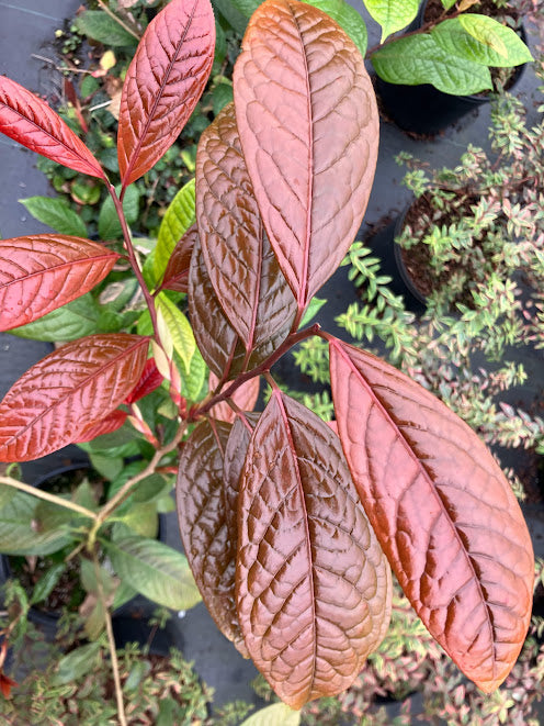 Camellia impressinervis