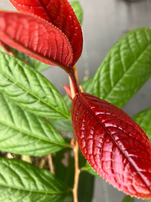 Camellia impressinervis