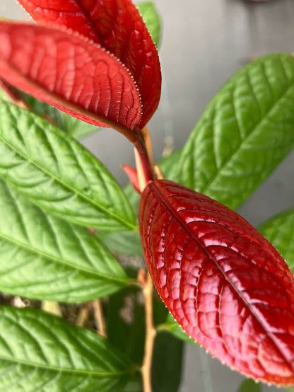 Camellia impressinervis