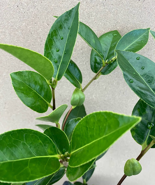 Camellia 'Sukiya'