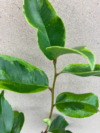 Camellia 'Kifukurin Beni Karako'