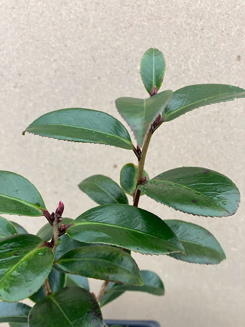 Camellia 'Kuro Tsubaki'