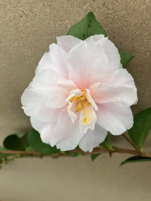 Camellia 'Prone to Pink' - EXCLUSIVE NEW RELEASE, GARDEN TREASURES INTRODUCTION