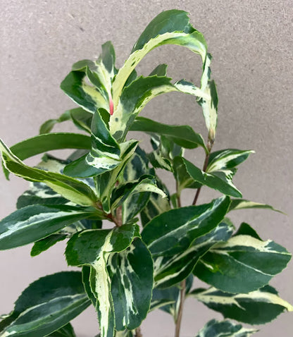 Camellia 'Elegans Chinese' RARE – Garden Treasures Nursery