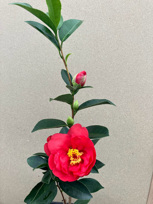 Camellia 'Xiafeng Relang' (Summer's Wind and Hot Waves) RARE