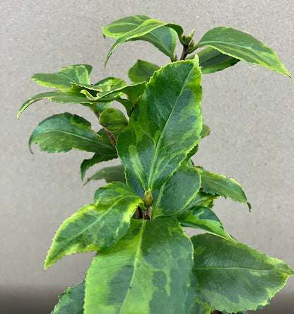 Camellia 'Mardi Gras' - EXCLUSIVE NEW RELEASE, GARDEN TREASURES INTRODUCTION