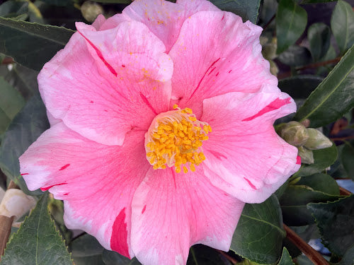 Camellia 'Happy Harlequin'