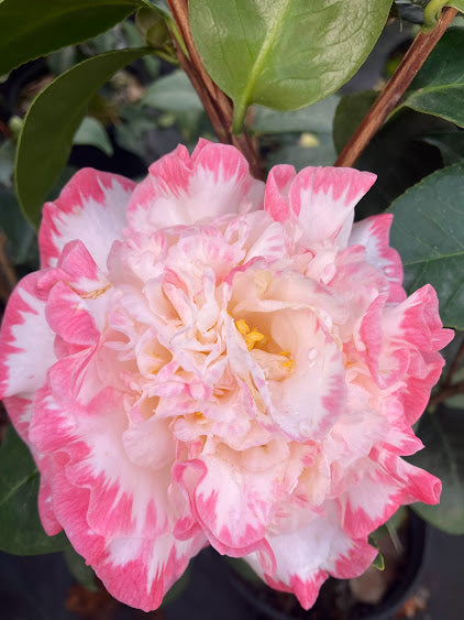 Camellia japonica 'Margaret Davis'
