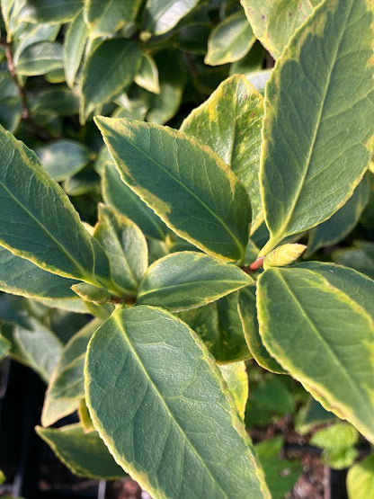 Camellia 'Benten Shiratama'