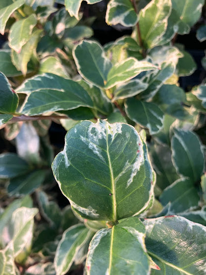 Camellia 'Benten Kagura'