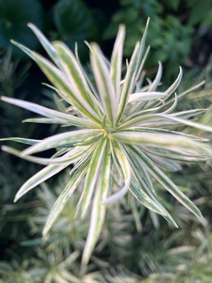 Podocarpus macrophyllus "variegated"