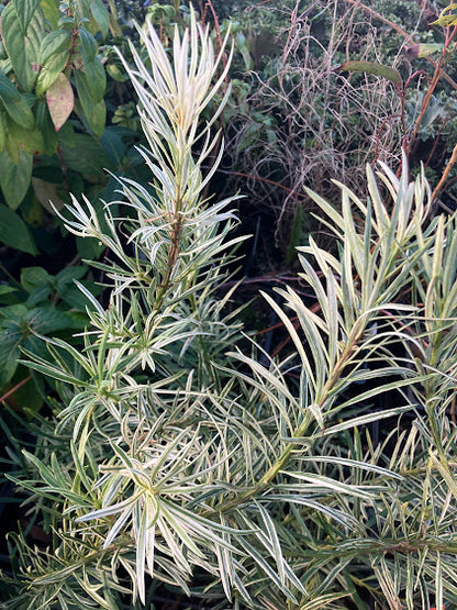 Podocarpus macrophyllus 