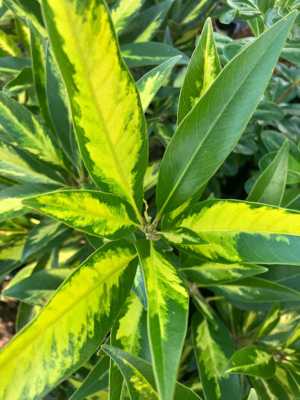 Lithocarpus edulis 'Starburst'