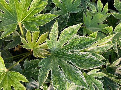 Fatsia japonica 'Spider's Web' – Garden Treasures Nursery