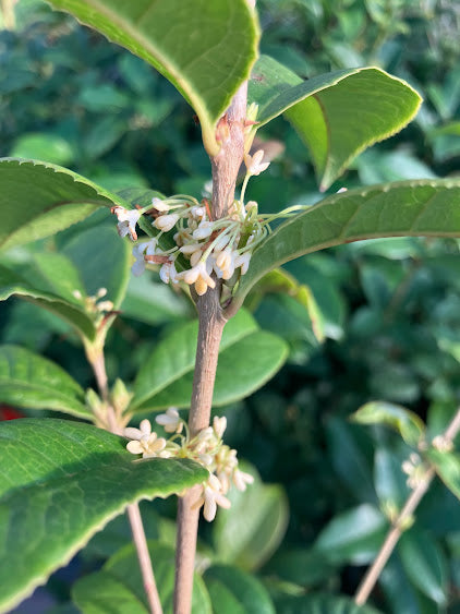 Osmanthus fragrans 'Tianxiang Taige' RARE