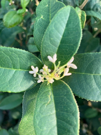 Osmanthus fragrans 'Tianxiang Taige' RARE