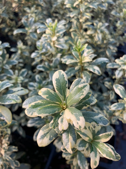 Pittosporum heterophyllus 'Variegatum'