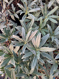 Illicium floridanum 'Gray Ghost'