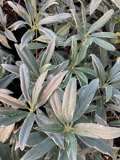 Illicium floridanum 'Gray Ghost'