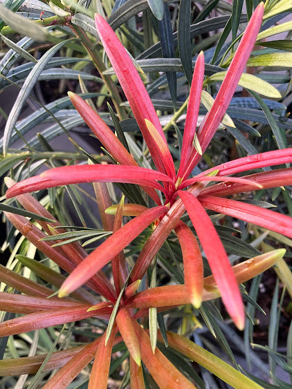 Podocarpus macrophyllus 'Akame'