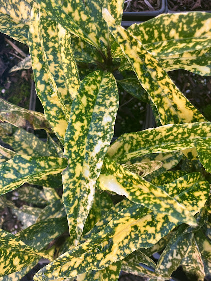 Aucuba japonica 'Oz' RARE