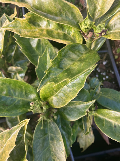 Aucuba japonica 'Arashiyama'