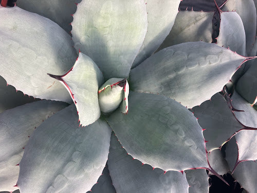 Agave parryi 'JC Raulston'