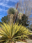 Yucca flaccida 'Color Guard'