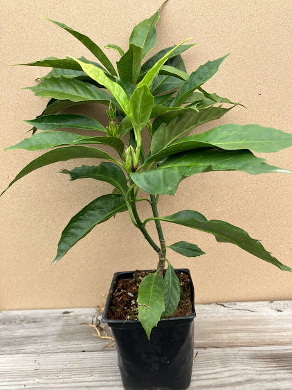 Aucuba japonica 'Natsu No Kumo' RARE