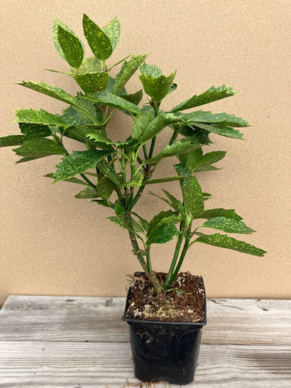 japanese laurel house plant Aucuba japonica 'Shilpot' – Garden Treasures Nursery