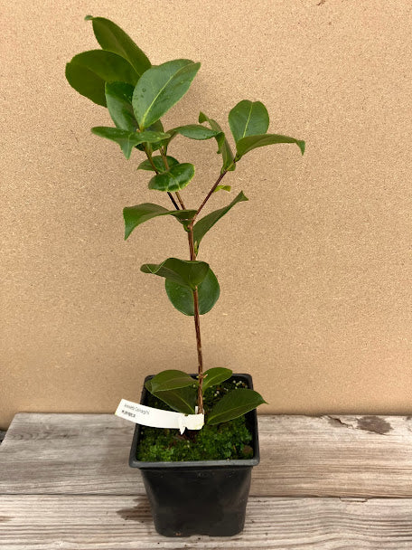 Camellia 'Antonietta Conaghi'