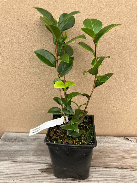 Camellia 'Laura Padova'