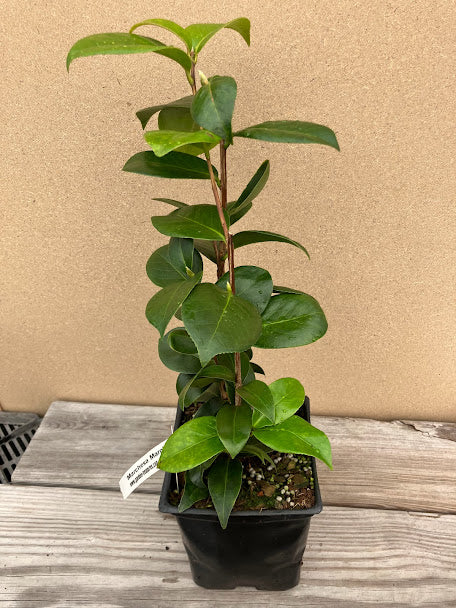 Camellia 'Marchesa Margherita Serra'