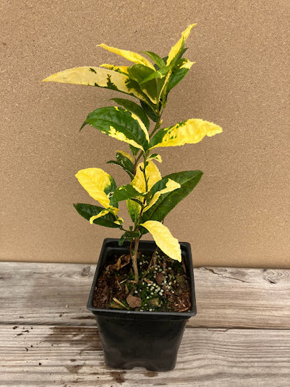 Camellia 'Yellowleaf'
