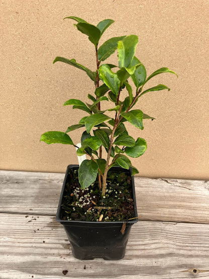Camellia japonica ‘Mars Attack’ - EXCLUSIVE NEW RELEASE, GARDEN TREASURES INTRODUCTION.  VERY RARE!