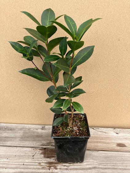 Camellia 'Xiafeng Relang' (Summer's Wind and Hot Waves) RARE