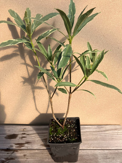 Illicium floridanum 'Gray Ghost'