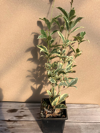 Osmanthus fragrans 'Yuntinan Caigui' RARE
