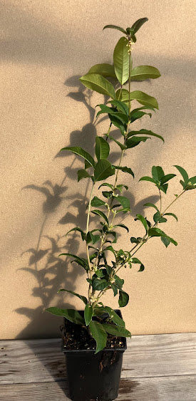 Osmanthus fragrans 'Tianxiang Taige' RARE