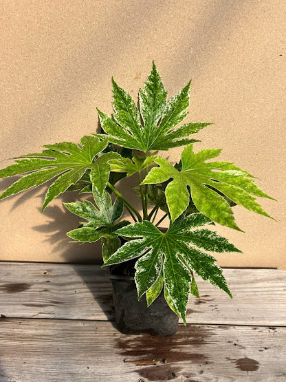 japonica indoor plant Fatsia japonica 'Spider's Web' – Garden Treasures Nursery