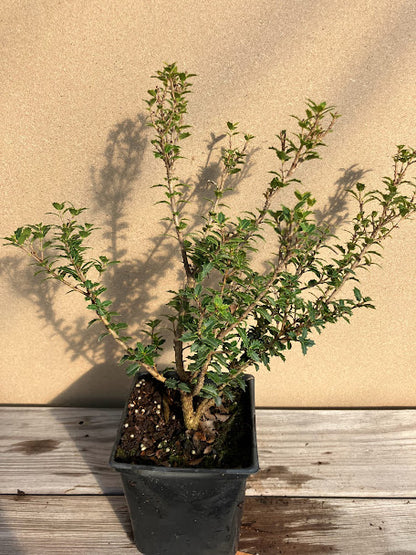 Osmanthus heterophyllus 'Kaori Hime'