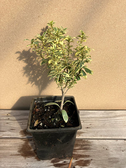Pittosporum heterophyllum 'Variegatum'