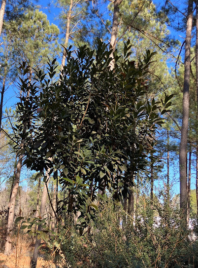 Eriobotrya deflexa  RARE