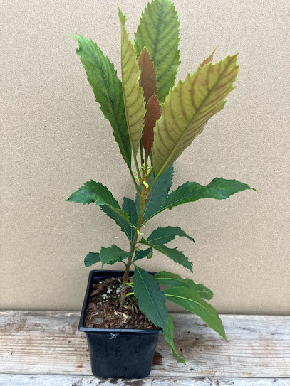 Eriobotrya deflexa  RARE