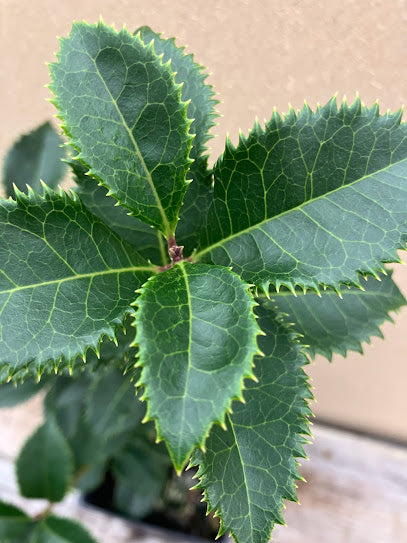 Osmanthus x 'Carl Wheeler'
