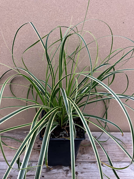 Carex 'Feather Falls'